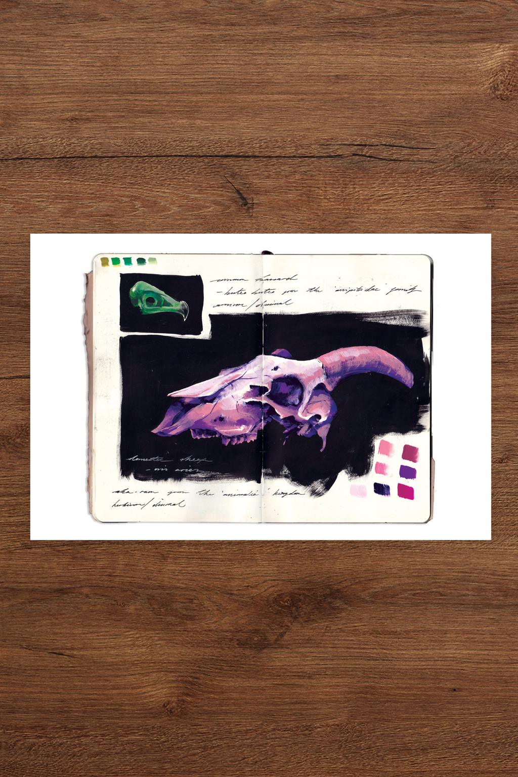 Skull Studies Print - Original Gouache Sketchbook Illustration